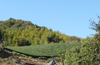 写真：茶畑と空