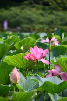 写真：ハスの花