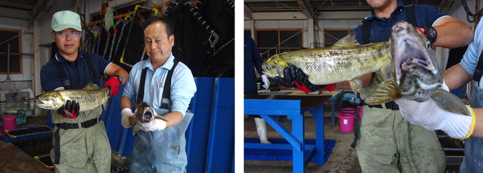 サケ捕獲の写真