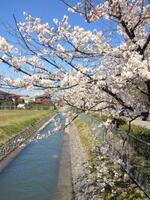 写真：桜