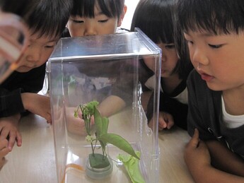 写真:アゲハチョウの幼虫を観察している園児