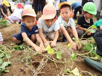 写真：畑でさつまいも堀りを楽しむ園児
