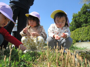 写真:お散歩中に見つけたつくしを観察する園児