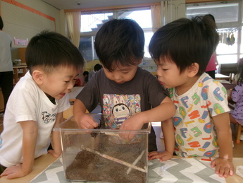 写真:カブトムシを見ている園児