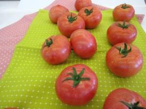 写真：大量のトマト
