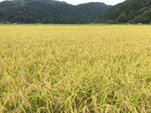 写真：稲が実った田んぼ1