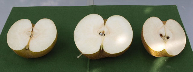 写真：梨の断面