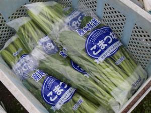 写真：袋詰めされた小松菜