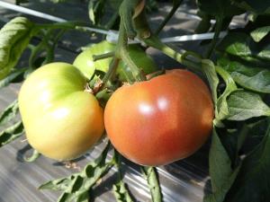 写真：色づいてきたトマト3