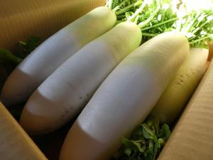 写真:集荷センターの大根