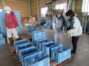 写真：出荷作業の様子1