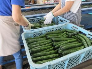 写真：選果作業の様子1