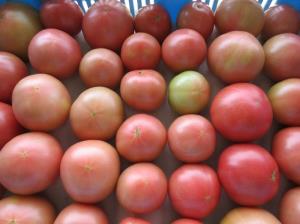 写真：まっとうトマト1