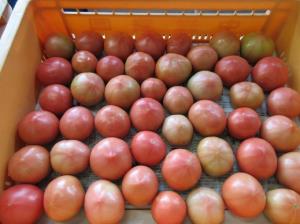 写真：収穫されたトマト