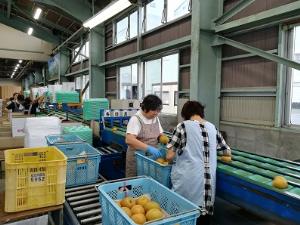 写真：選果場2