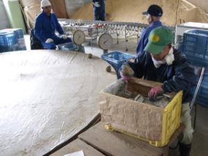 写真:いもを仕分ける様子