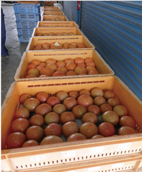 写真：選果場に集められたトマト