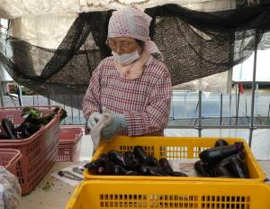 写真:なすを磨く作業