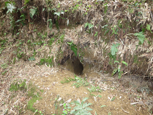 写真：アナグマの巣穴