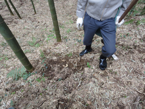 写真：猪がたけのこを掘り起こした跡