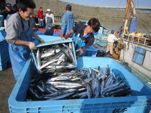 写真：仕分けた魚をコンテナへ移す様子