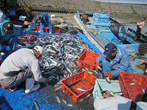 写真：魚を仕分ける様子