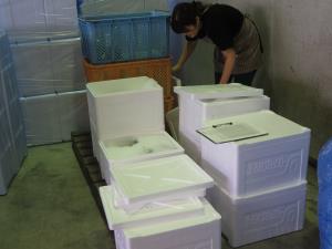 写真:出荷の様子
