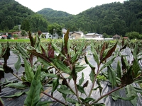 写真：金時草畑