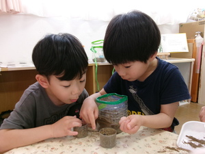 ダンゴムシを見ているところ