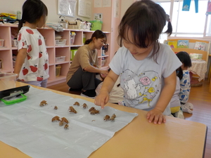 机の上にセミの抜け殻を並べて指さしている様子