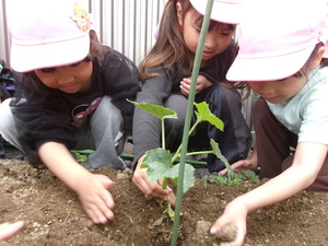 苗植えの様子