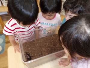 カブトムシを観察している写真