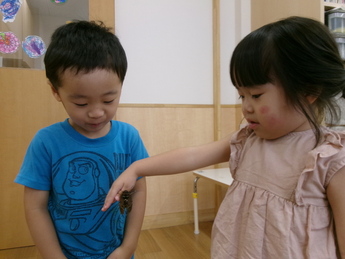 子どもがセミに触れている写真