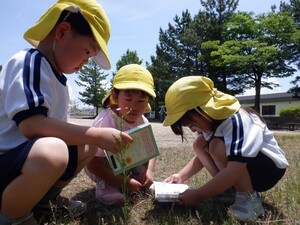 図鑑で植物を探す様子