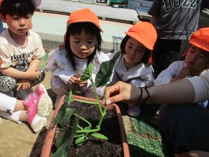 子ども達がきゅうりの苗植えをしているところ
