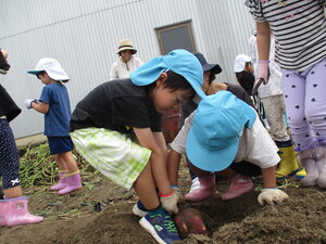 写真:さつまいもほりをしているところ