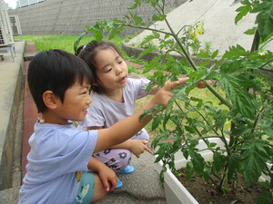 育てている野菜を観察している様子