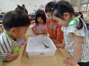 ザリガニの観察をしている様子