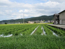 写真：1か月後のほ場1