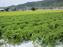写真：1か月後のほ場3