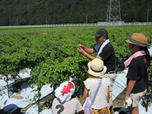 写真：つる巻きの様子1