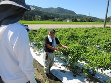 写真：つる巻きの様子2