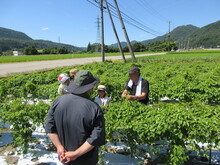 写真：つる巻きの様子3