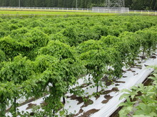 写真：1か月後のほ場