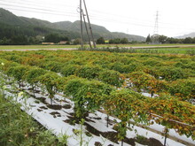 写真：3か月後のほ場1