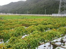 写真：3か月後のほ場2