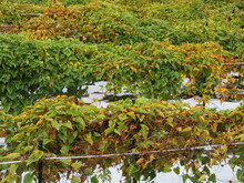 写真：3か月後のほ場3