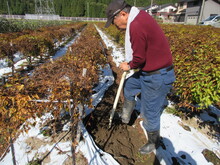 白山丸いも収穫1