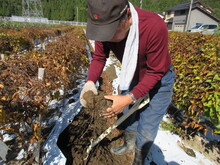 白山丸いも収穫2