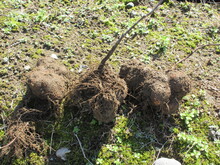 白山丸いも収穫3